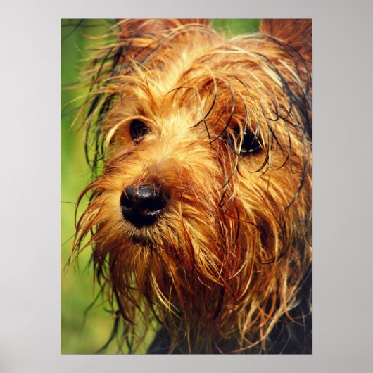 Adorable Terrier Dog mit nassem Gesicht Poster (Vorne)