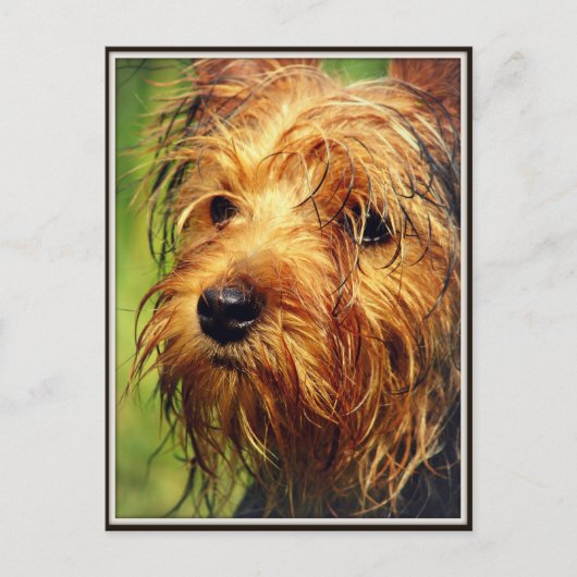 Adorable Terrier Dog mit nassem Gesicht Postkarte (Vorderseite)