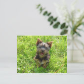 Adorable Terrier Dog Postkarte (Stehend Vorderseite)