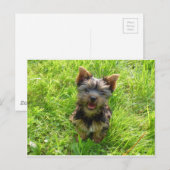 Adorable Terrier Dog Postkarte (Vorne/Hinten)
