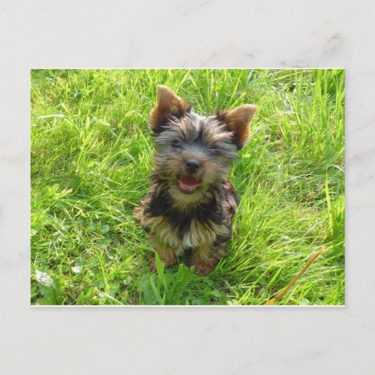 Adorable Terrier Dog Postkarte (Vorderseite)