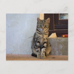 Adorable Tiger Cat Baby Postkarte