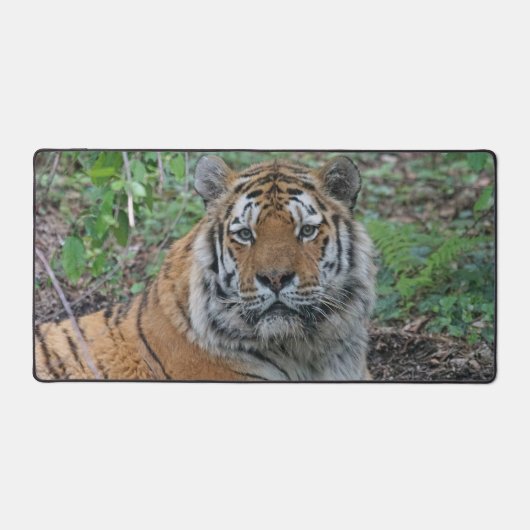 Adorable Tiger Schreibtischunterlage (Vorderseite)