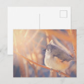 Adorable Titmaus Bird Postkarte (Vorne/Hinten)