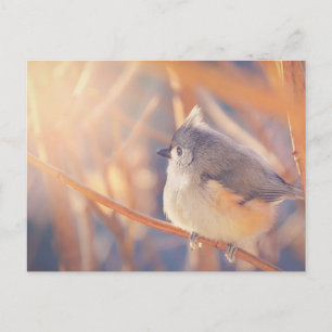 Adorable Titmaus Bird Postkarte