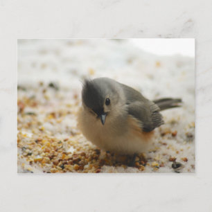 Adorable Titmouse Postkarte