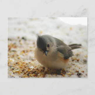 Adorable Titmouse Postkarte