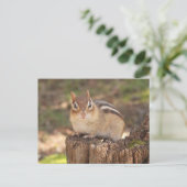 Adorable trächtige Chipmunk Postkarte (Stehend Vorderseite)