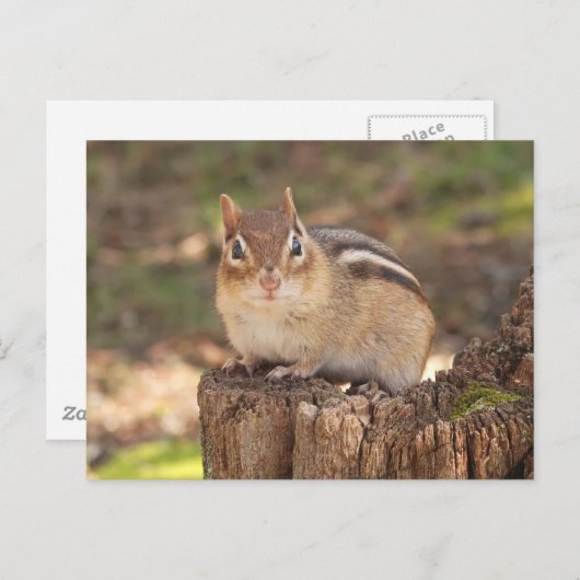 Adorable trächtige Chipmunk Postkarte (Vorne/Hinten)