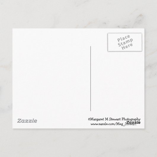 Adorable trächtige Chipmunk Postkarte (Rückseite)