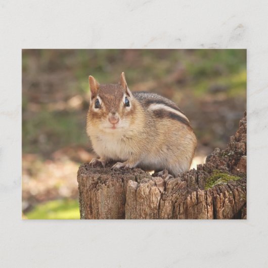 Adorable trächtige Chipmunk Postkarte (Vorderseite)