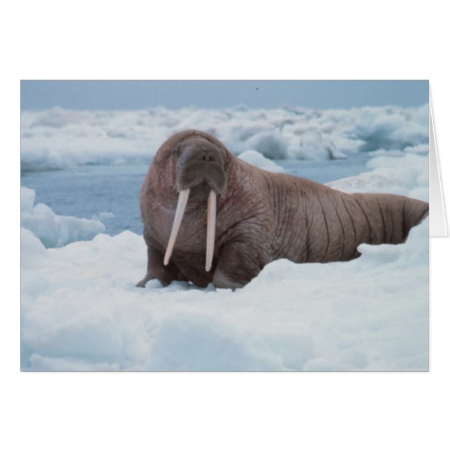 Adorable Walrus (Vorderseite (Horizontal))