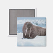 Adorable Walrus Magnet (Vorderseite/Rückseite)