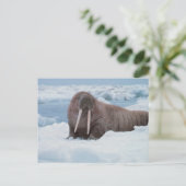Adorable Walrus Postkarte (Stehend Vorderseite)