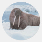 Adorable Walrus Runder Aufkleber (Vorderseite)