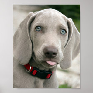Adorable weimaraner Welpe Poster