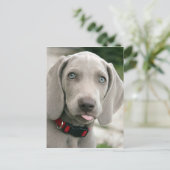 Adorable weimaraner Welpe Postkarte (Stehend Vorderseite)