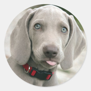 Adorable weimaraner Welpe Runder Aufkleber