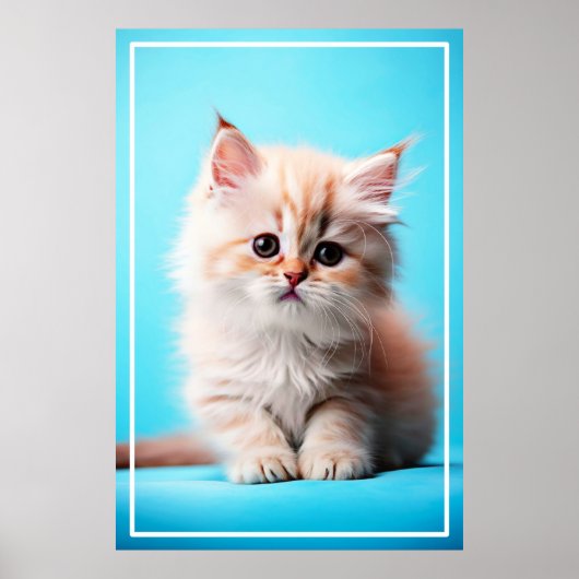 Adorable White Kitten Potrait-54971 Poster (Vorne)