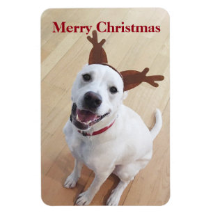 Adorable White Rentier Welpenhund Weihnachten Magnet