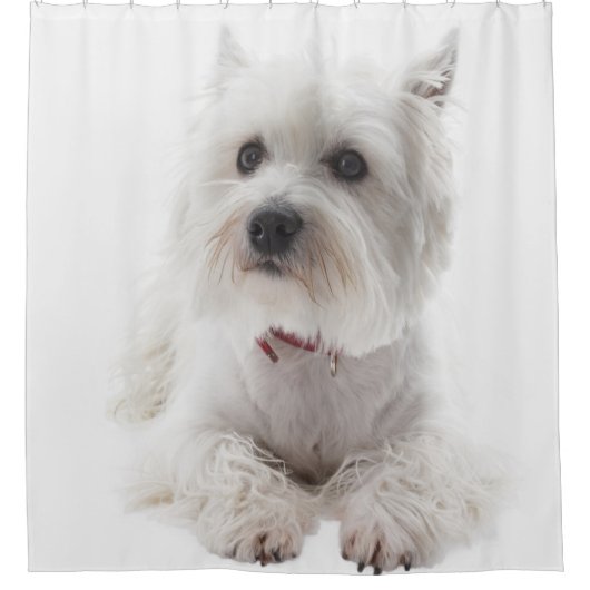 Adorable White West Highland Terrier Duschvorhang (Vorderseite)