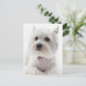Adorable White West Highland Terrier Postkarte (Stehend Vorderseite)