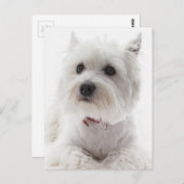 Adorable White West Highland Terrier Postkarte (Vorne/Hinten)