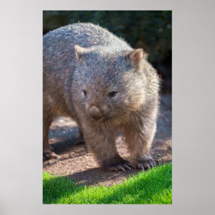 Adorable Wombat Poster