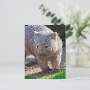 Adorable Wombat Postkarte