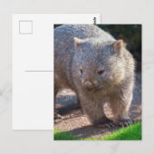 Adorable Wombat Postkarte (Vorne/Hinten)
