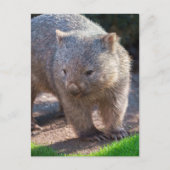 Adorable Wombat Postkarte (Vorderseite)