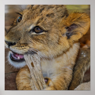 Adorable Young Lion Cub Kauen auf Handtuch Foto Poster