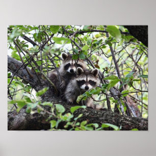 Adorable Young Raccoon Pair In Tree Poster