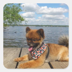 Adorable Zwergspitzhündin Aufkleber