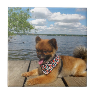 Adorable Zwergspitzhündin Fliese