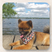 Adorable Zwergspitzhündin Getränkeuntersetzer (Vorderseite)