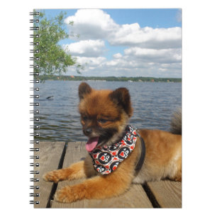 Adorable Zwergspitzhündin Notizblock