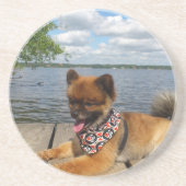 Adorable Zwergspitzhündin Untersetzer (Vorne)