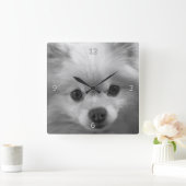 Adorably Cute Pomeranian Puppy Quadratische Wanduhr (Zuhause)