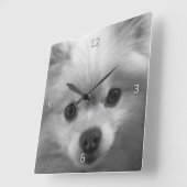 Adorably Cute Pomeranian Puppy Quadratische Wanduhr (Winkel)