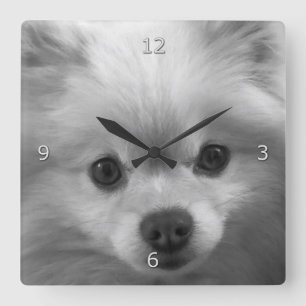 Adorably Cute Pomeranian Puppy Quadratische Wanduhr