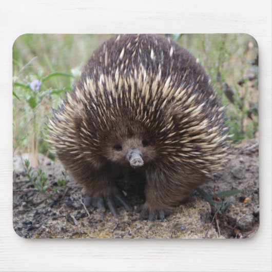Adortable australische Echidna Mousepad (Vorne)