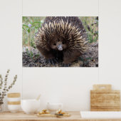 Adortable australische Echidna Poster (Küche)
