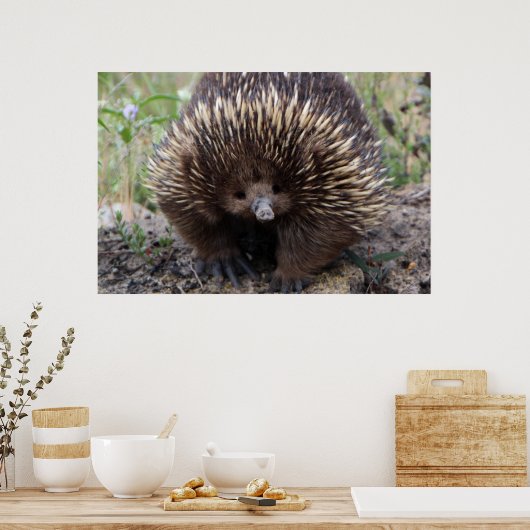 Adortable australische Echidna Poster (Küche)