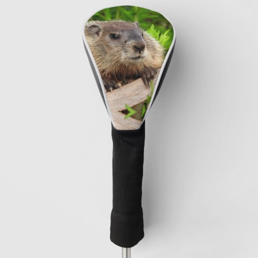 Adortable Baby Groundhog / Woodchuck Up Nah Golf Headcover (Vorderseite)