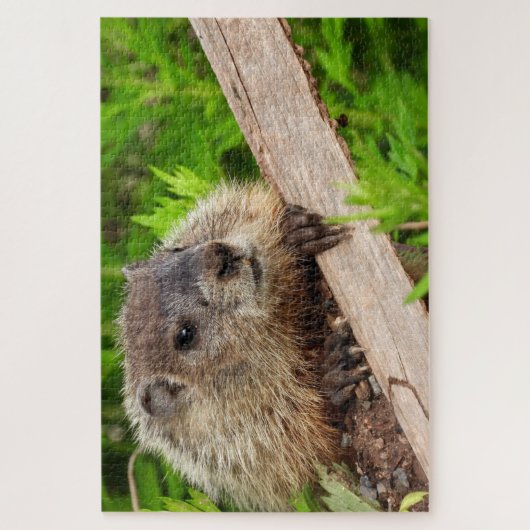 Adortable Baby Groundhog / Woodchuck Up Nah Puzzle (Vertikal)