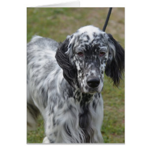 Adortable Black and White English Setter