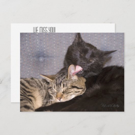 Adortable Black Gray Tabby Cat Vermisst Postkarte (Vorne/Hinten)