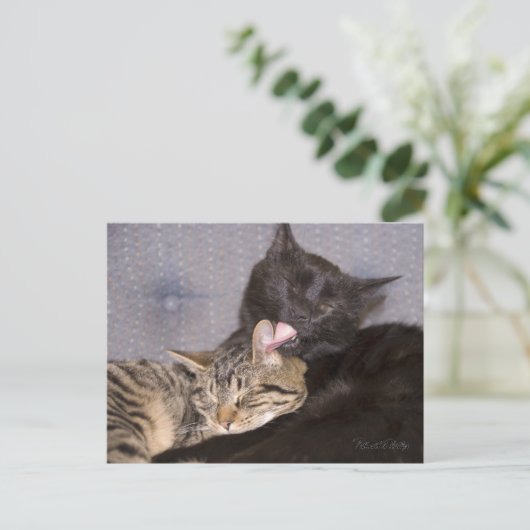 Adortable Black Gray Tabby Cat Vermisst Postkarte (Stehend Vorderseite)