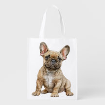 Adortable French Bulldog